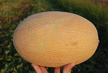 Melone Amal F2 Hybrid Melon Seeds valued by growers for sweet Summer Fruits