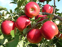 Apple Seeds (Domestica orchard) for sweet homegrown fruit in the Malus home garden
