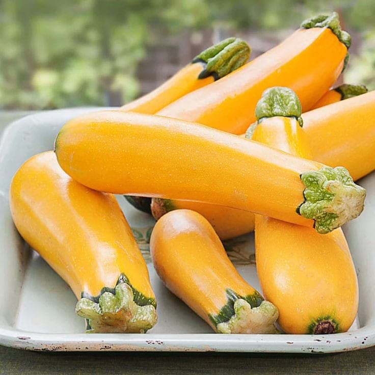 Hounds Squash Seeds for a reliable harvest in the Rare Speckled Vegetable Garden ( pcs