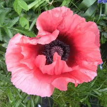 Oriental Poppy Seeds (Papaver orientale) for reliable seasonal color