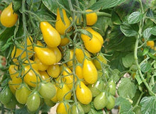 Golden Treasure Tomato Seeds (Solanum lycopersicum) for productive rows in the Home Garden Planting