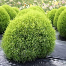 Burning Bush Seeds for a colorful addition to any planting