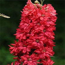 Giant Delphinium Cultorum Seeds for gardeners building out beds and borders