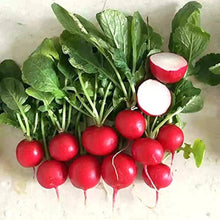 Gourmet Blend Radish Seeds (Raphanus sativus) for a reliable harvest in the kitchen garden and quick harvest planting