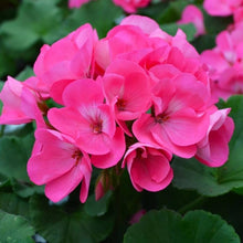 Geranium Seeds for a bright addition to the White Pink Garden