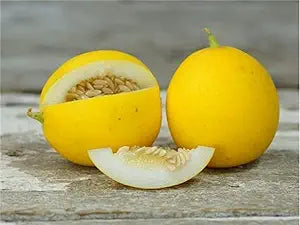 Peach Melon Cucumis melo for planting in garden