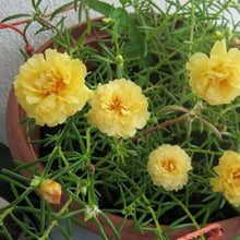 Orange Purslane Seeds (Portulaca oleracea) for a homegrown harvest from the vegetable patches and edible gardens