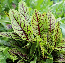 Herb Sorrel Seeds for growers filling out the vegetable patch garden