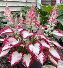 Hosta Seeds (Hosta spp.) for growers filling out the Shade Garden & Flower Bed