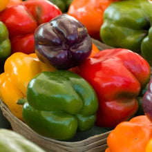 Certified Organic Chinese Giant Red Pepper Seeds for growers stocking a kitchen garden