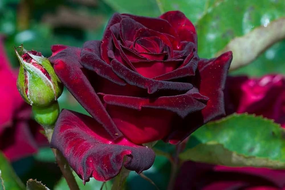 Rose Rosa Hybrida Black with White Red Edge Flower Seeds for Planting – Unique Two-Tone Variety for Garden Borders