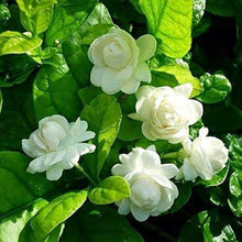 Jasmine Seeds (Jasminum sambac) for a colorful addition to any planting