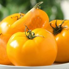 Goliath Sunny Tomato Seeds (Solanum lycopersicum) for productive rows in the large, juicy yellow tomatoes in kitchen gardens