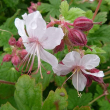 Geranium Macrorrhizum Seeds (Geranium macrorrhizum) for colorful blooms in the flower beds and garden borders