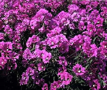 Clarkia Passion Viola Seeds grown for beautiful Violet Flowers