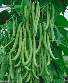 BEAN PROVIDER BUSH heritage ORGANIC + Seeds for a productive addition to the vegetable patch