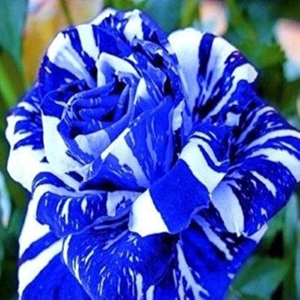 Blue Dragon Rose seeds (Rosa spp) for flower garden or bonsai planting