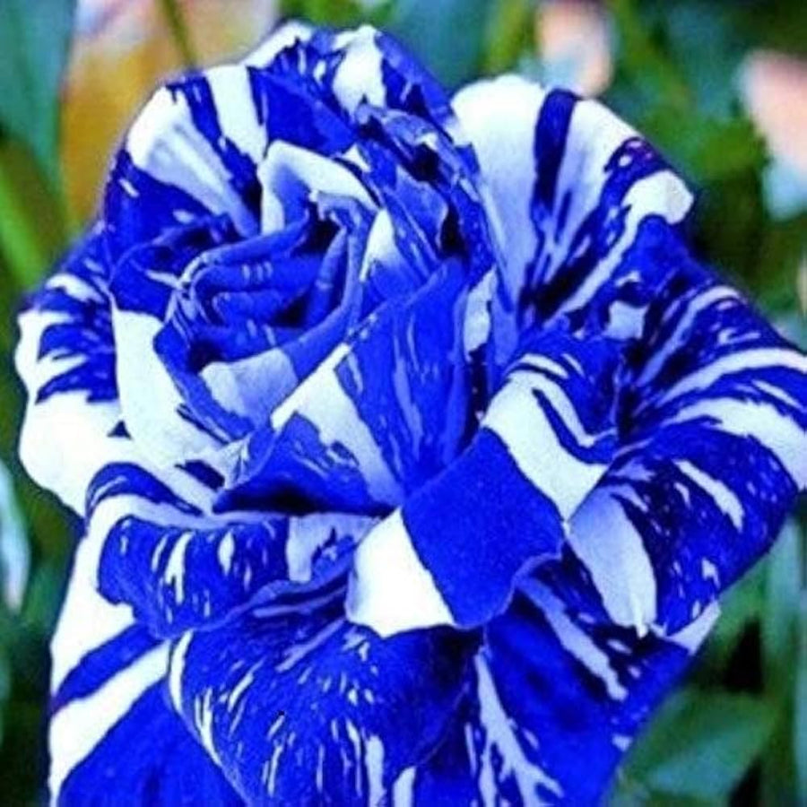 Blue Dragon Rose seeds (Rosa spp) for flower garden or bonsai planting