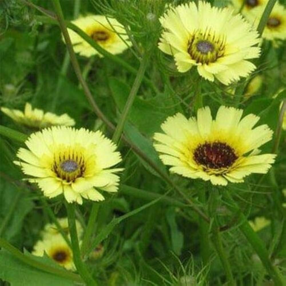 Tolpis Umbrella Milkwort Seeds (Tolpis barbata) for a bright addition to the Flower Bed & Drought-Tolerant Garden