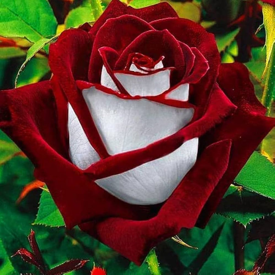 White and Dark Red Rose Rare Stunning Garden Plant - for planting in home garden