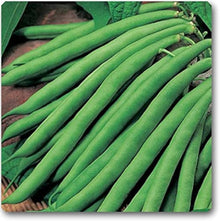 Bean Seeds for a productive addition to the vegetable patch