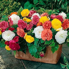 Salmon Double Begonia Tuberosa Seeds for reliable seasonal color