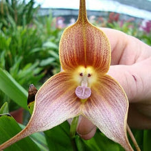 Dracula Orchid Seeds (Dracula spp.) for a lasting display in the tropical gardens and orchid collections