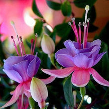 Fuchsia Lantern Seeds (Fuchsia magellanica) for seasonal color across the vertical garden and indoor hanging pots