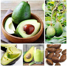 Avocado Fruit Tree Seeds (Persea americana) for growers planting the Home Garden Planting