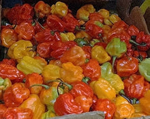 Jamaica Tribe Red Scotch Bonnet Hot Pepper Seeds for growers stocking a kitchen garden