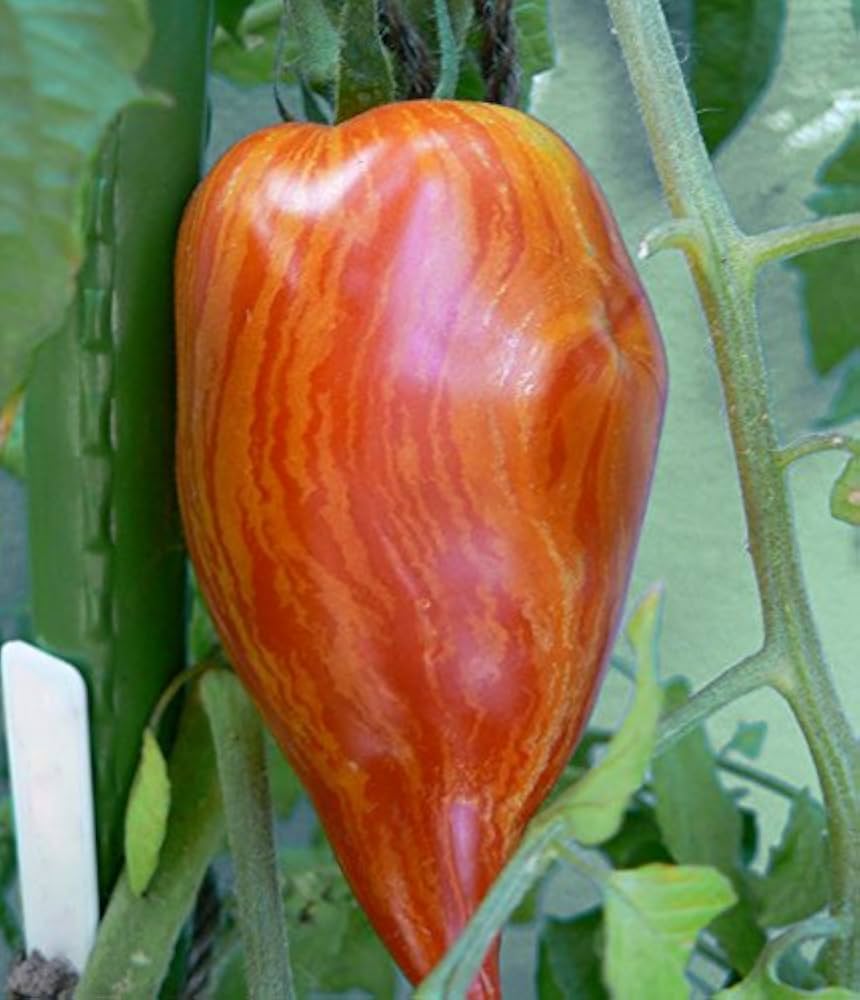 Striped Roman tomato grown from organic seeds with elongated fruits and striking red-orange stripes