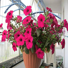Petunia Seeds for a colorful addition to any planting