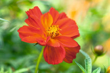 Cosmos Sulphureus Seeds for growers filling out the Flower Bed & Urban Garden