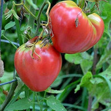 Giant Red Oxheart Tomato Seeds for growers stocking the Your Garden