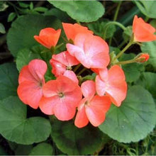 Geranium Pelargonium × hortorum Pinto Premium Salmon flower Seeds for colorful blooms in the home garden or containers