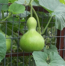 Bottle Gourd Seeds (Lagenaria siceraria) valued by growers for birdhouse pumpkin growing and backyard vertical gardening