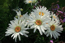 Shasta Daisy Seeds for growers seeking a long-blooming display