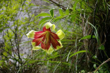 Nepal Lily Seeds (Lilium nepalense) for colorful blooms in the Wildflower Garden