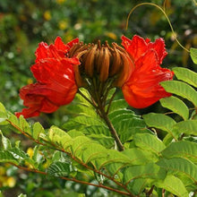 African Tulip Tree Seeds valued for growing Tropical Flowering Trees