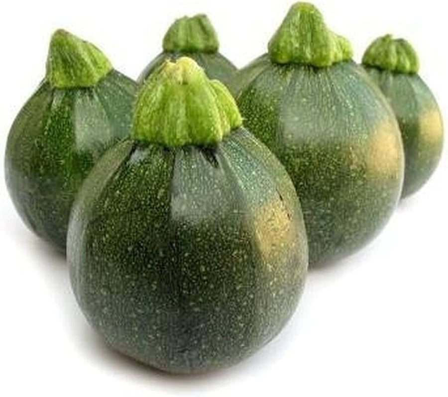 Summer Squash Cucurbita pepo seeds for planting