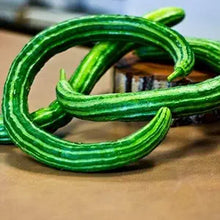 Striped Armenian Cucumber Seeds (Cucumis melo) for productive rows in the Garden