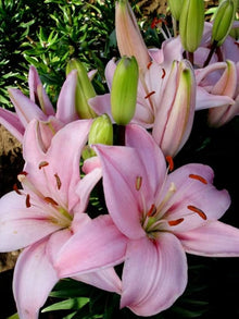 Indoor Bonsai Perfume Lily Seeds (Lilium spp.) for a lasting addition to the landscape