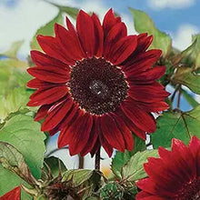 Mini Rainbow Sunflower Seeds â€“ Compact Sunflowers in Multicolored Hues