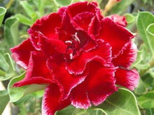 Desert Rose Seeds (Adenium obesum) for a bright addition to the Indoor Garden & Desert Garden