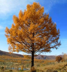 Larch Tree Seeds known for air Purification, Seeds