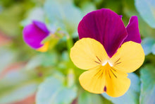 Pansy Seeds (Viola tricolor) for colorful blooms in the Flower Home Garden