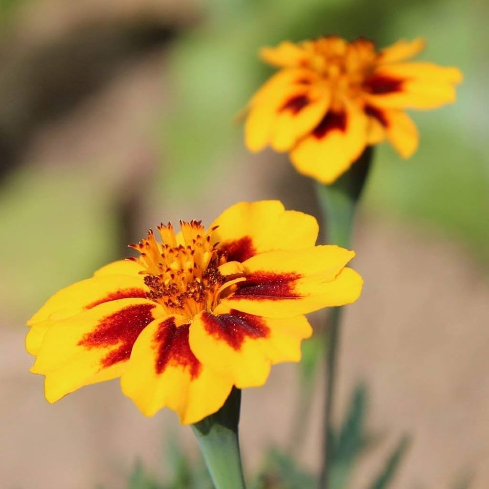 Tangerine Gem Marigold (Open-Pollinated) for flower garden