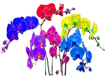 Orchid Vanda Hybrid Rainbow Seeds prized for decorative Indoor Hanging Displays