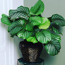 Calathea Plants for growers seeking a long-blooming display