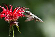 Balm Seeds for a lasting display in the home garden flower bed